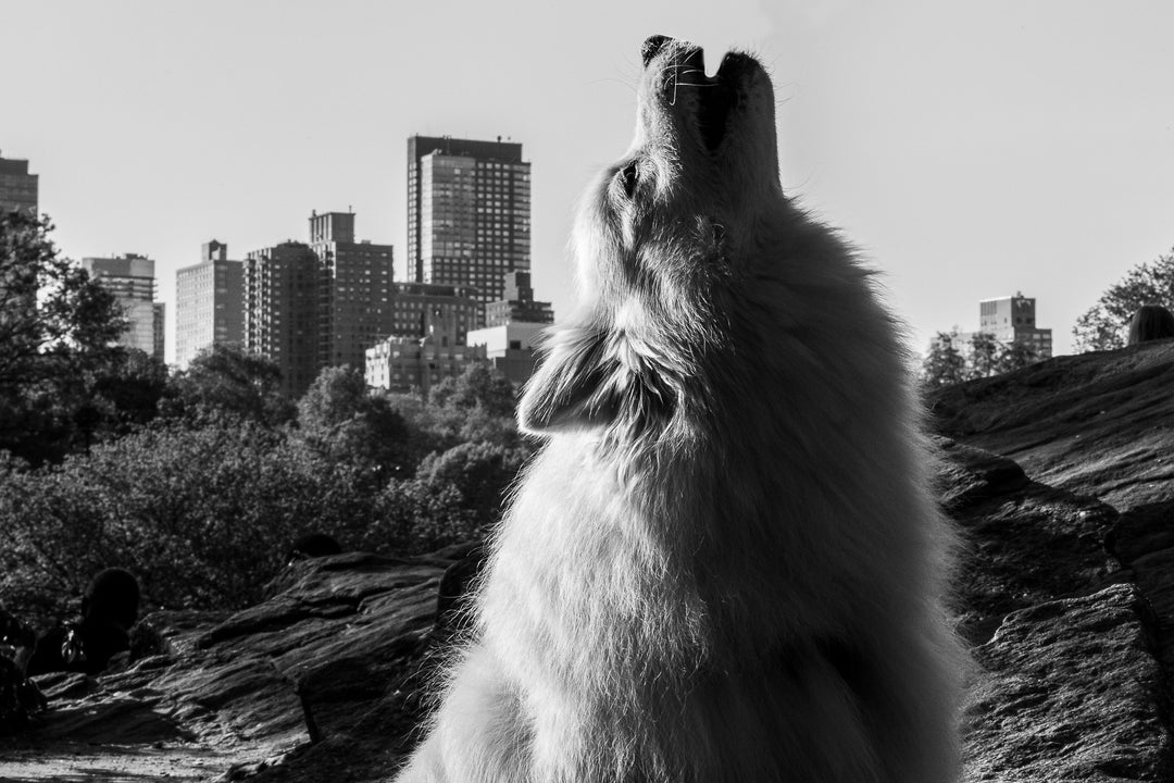 Allyssa Rubino - Howl