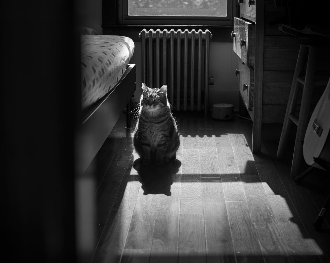 Fiona McMeekin - Le Chat